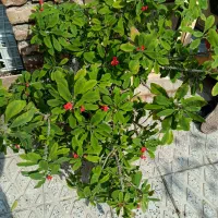 گل زیبا|گل و گیاه طبیعی|ارومیه, |دیوار