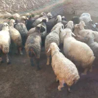 میش بره دار و سرگلون