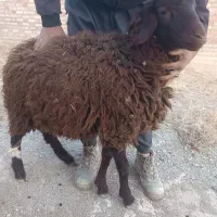 بره نر و قوچ چاق|حیوانات مزرعه|سلماس, |دیوار