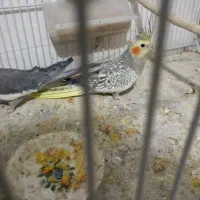 عروس هلندی|پرنده|تربت جام, معدآباد|دیوار