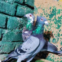 پلاکی تبریز|پرنده|شیراز, سفیرشمالی|دیوار