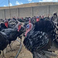 بوقلمون محلی