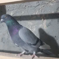 کفتر