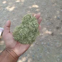 خارشتر.یانق