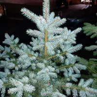 کاج نوئل آبی / ۵۰ درصد تخفیف