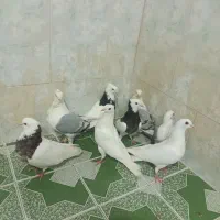 پلاکی