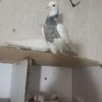 کفتر طوقی|پرنده|لالی, |دیوار