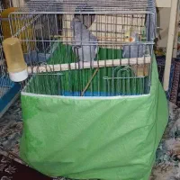 عروس هلندی|پرنده|پاکدشت, حصار امیر|دیوار