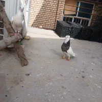 جفت طوقی
