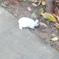 حیوان خانگی باحوش