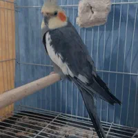 عروس سیامون نر