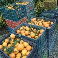 پرتقال.فروش تامسون وخونی