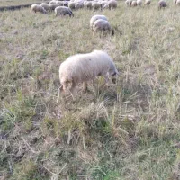 گوسفند ماده۶تا|حیوانات مزرعه|املش, |دیوار