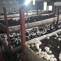 قارچ تازه درجه یک|خوردنی و آشامیدنی|دشت ذهاب, |دیوار