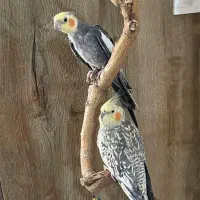 عروس هلندی گم شده