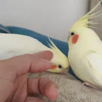 دوجفت عروس هلندی