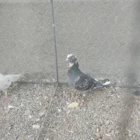 کبوتر|پرنده|مشکان, |دیوار