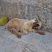 بزغاله نَر