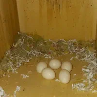 یک جفت طوطی کوتوله برزیلی دستی سخنگو کارداده|پرنده|تهران, سلیمانی|دیوار