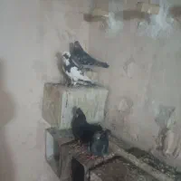 کبوتر