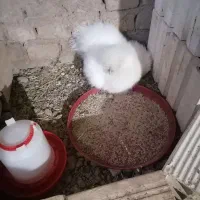 2 تا تخم ابریشمی و تخم گلین و 3 تا جوجه گلین