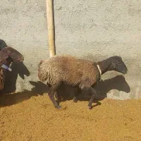 پنج راس میش درجه یک جوان|حیوانات مزرعه|بهمن صغاد, |دیوار