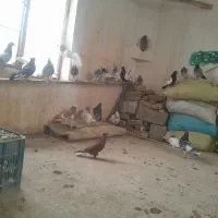 کفتر رنگه المانی بوم کبوتر پرش|پرنده|قلندر آباد, |دیوار