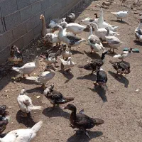 نیمچه اوردک اسرایئلی|حیوانات مزرعه|رشت, حومه رشت|دیوار