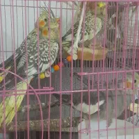 طوطی عروس|پرنده|رشت, خرسندی|دیوار
