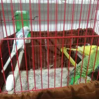 سه عدد مرغ عشق با قفس و لوازم|پرنده|اسلامشهر, شهرک سالور|دیوار