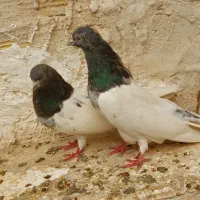 کله دار|پرنده|میانه, |دیوار
