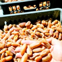 عرضه مستقیم و بدون واسطه خرمای درجه یک خاوران|خوردنی و آشامیدنی|راهگان, |دیوار