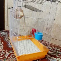 قفس پرنده|لوازم جانبی حیوانات|سیب و سوران, |دیوار