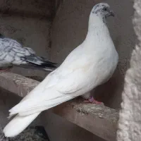 معاوظه بامرغ