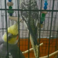 پرنده عروس هلندی