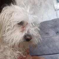 سگی پیاده شده