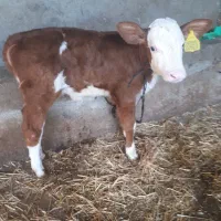 گاو گوساله دار|حیوانات مزرعه|رامیان, |دیوار