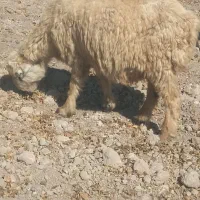 گوسفند|حیوانات مزرعه|پاسارگاد, |دیوار