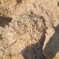 فروش کاه گندم تحویل درب دامداری