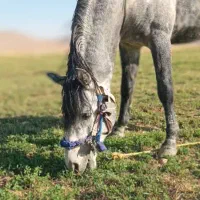 اسب|اسب و تجهیزات اسب‌سواری|بهمن صغاد, |دیوار