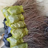 نشاء توتفرنگی ریشە لخت پاروس و نهال انگور|خدمات باغبانی و درختکاری|مریوان, |دیوار