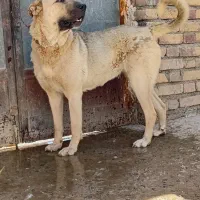 ماده‌پژدر اصیل