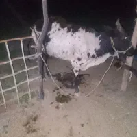 گاو  با گوساله