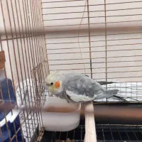 عروس هلندی کاملا دستی سخنگو