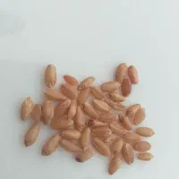 بذر گندم لاین بوجار شده