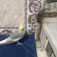 عروس هلندی نر|پرنده|پیشوا, |دیوار