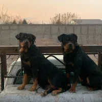 یک جفت روتوایلر پوزه دلقکی|سگ|تهران, شهرک آتی شهر|دیوار