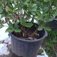 شمشاد طلایی فونیکس پالم نایلکسی