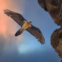 همراه اول 172کد یک گنبد