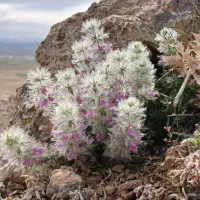 فروش چای ،اورشوم